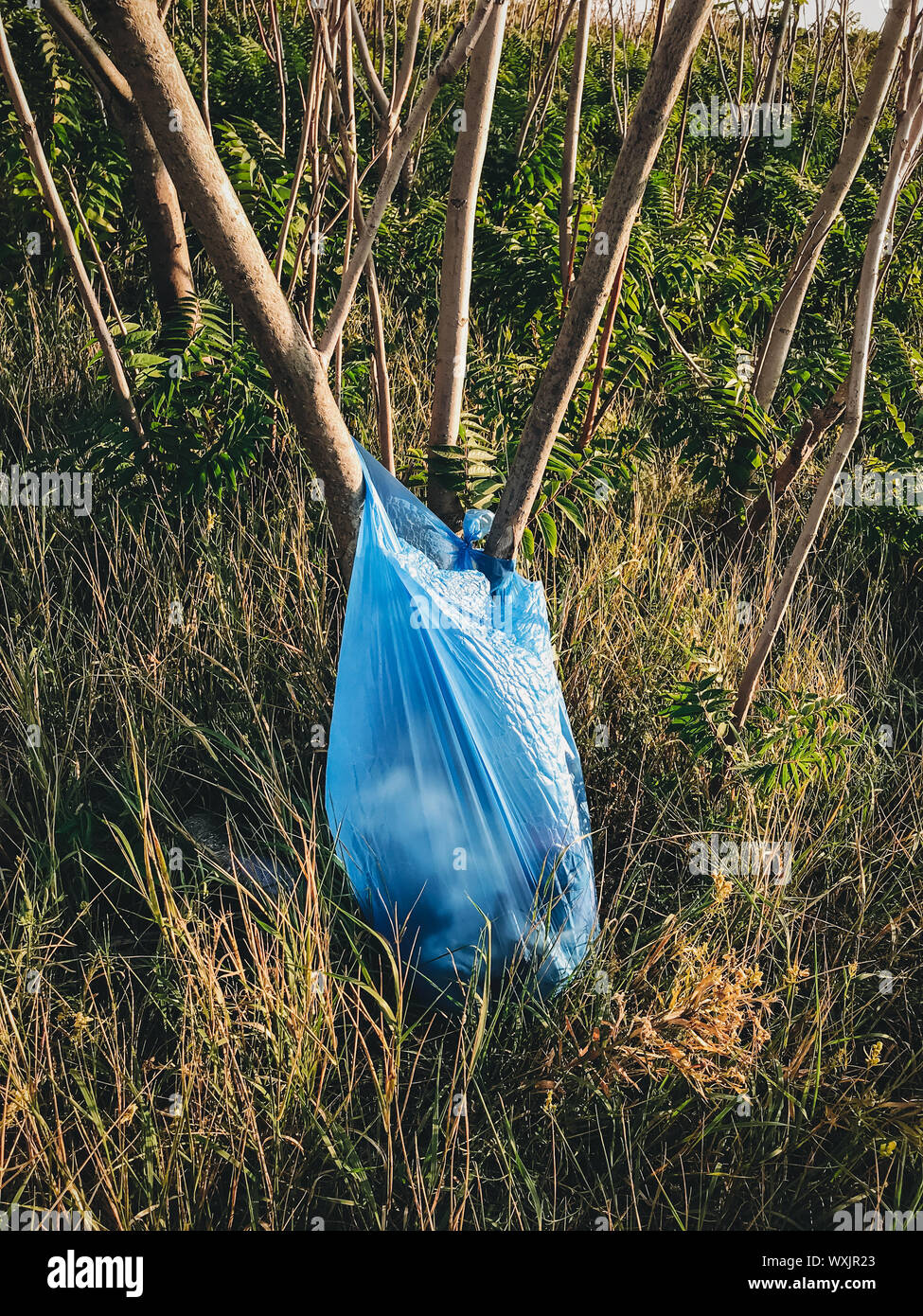 plastic bag with garbage hanging on tree in forest near the river.  pollution ecosystem problem , ecology environment trash Stock Photo - Alamy