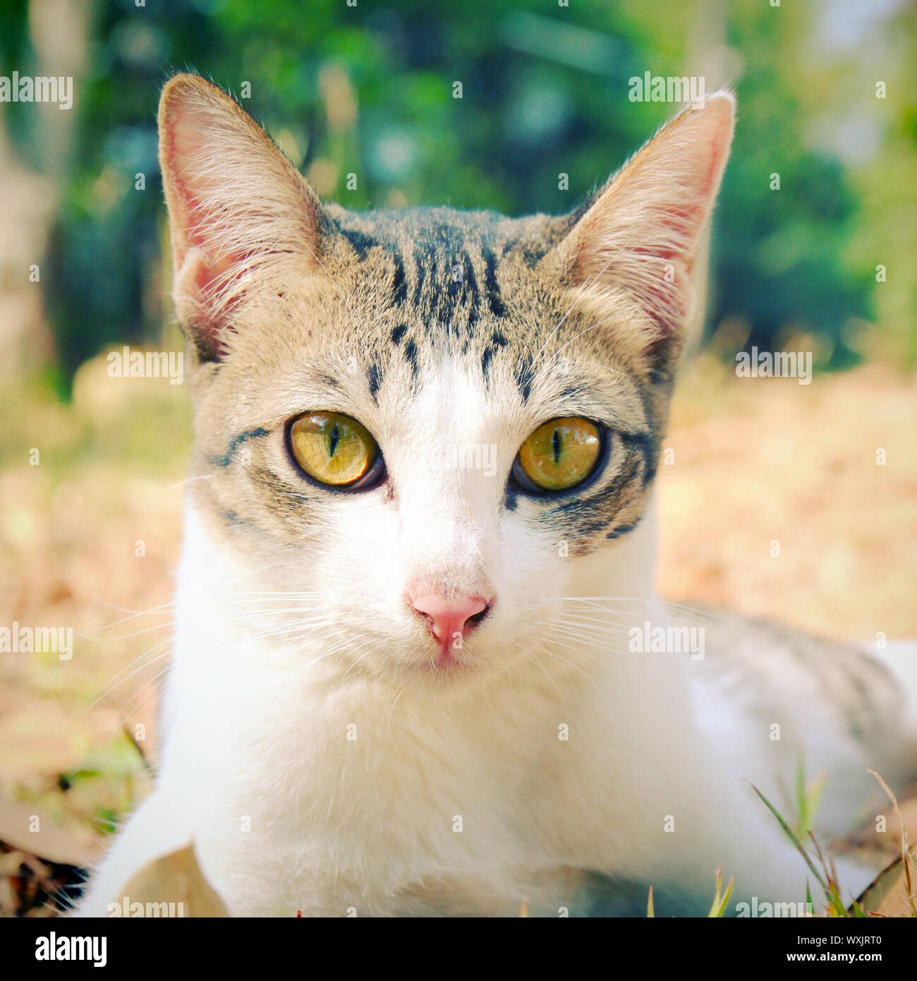 cute cat lying on grass in the garden with retro filter effect Stock ...