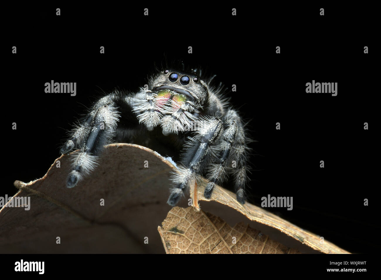 Close-up of a jumping spider, Indonesia Stock Photo