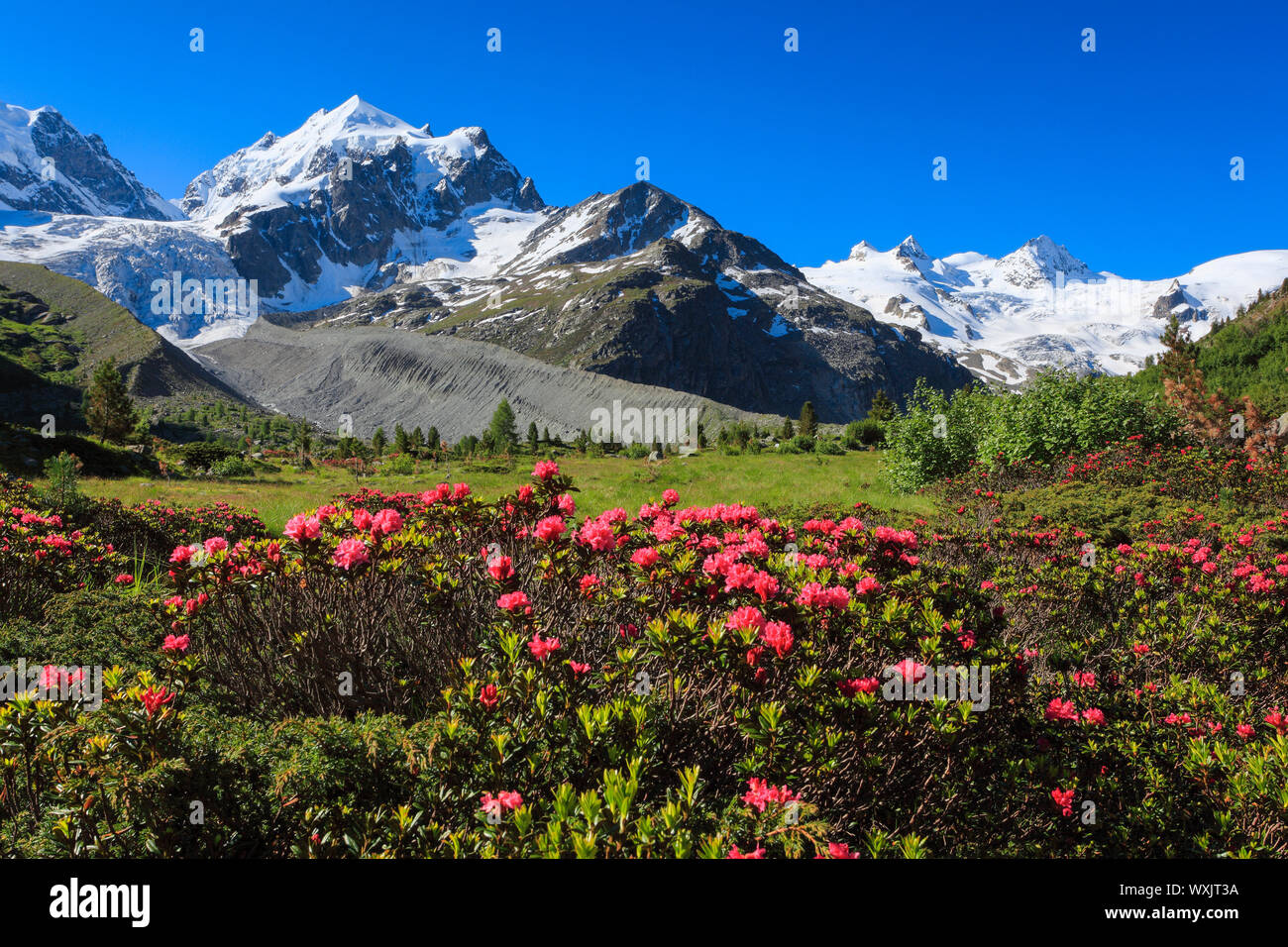 The valley Val Roseg with flowering Rusty-leaved Alpenrose (Rhododendron ferrugineum) Stock Photo