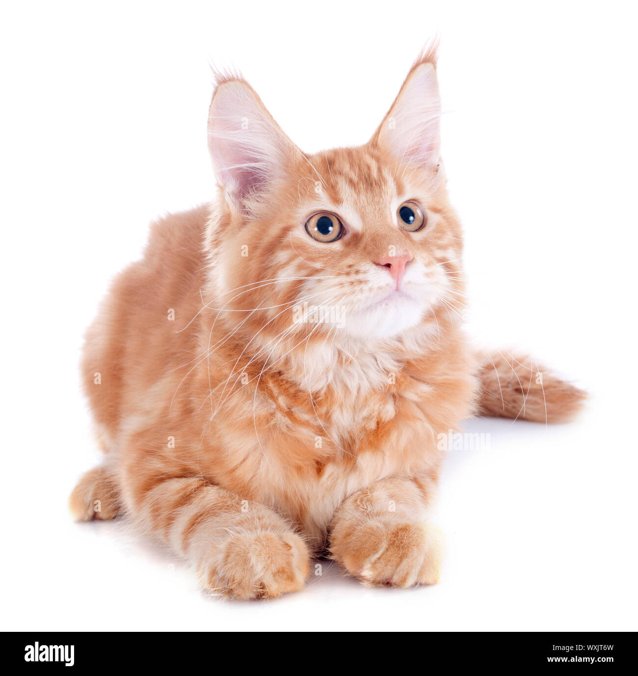 portrait of a purebred maine coon kitten, four month old, on a white