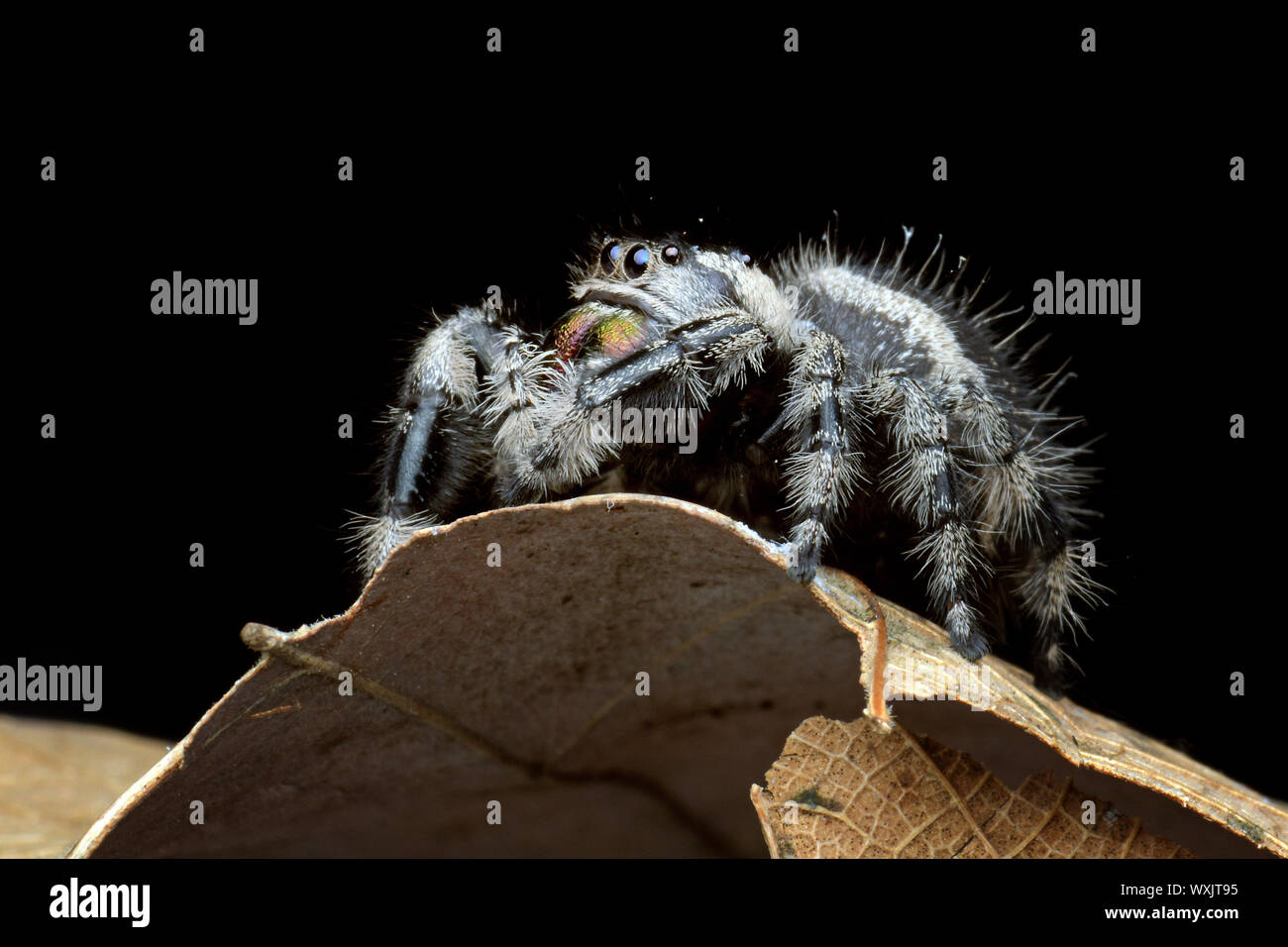 Close-up of a jumping spider, Indonesia Stock Photo