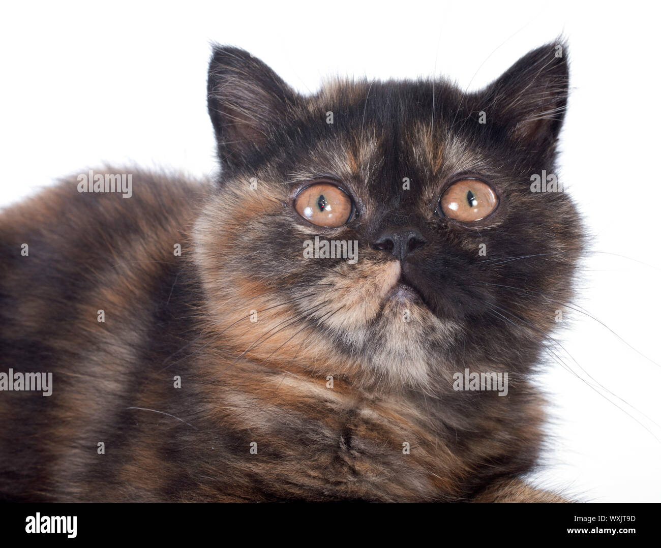 American Shorthair Cat Calico Stock Photos American Shorthair