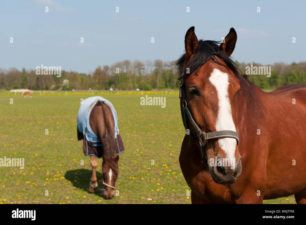 Brown Horse With White Spot On Its Head Stock Photo 274550968 Alamy