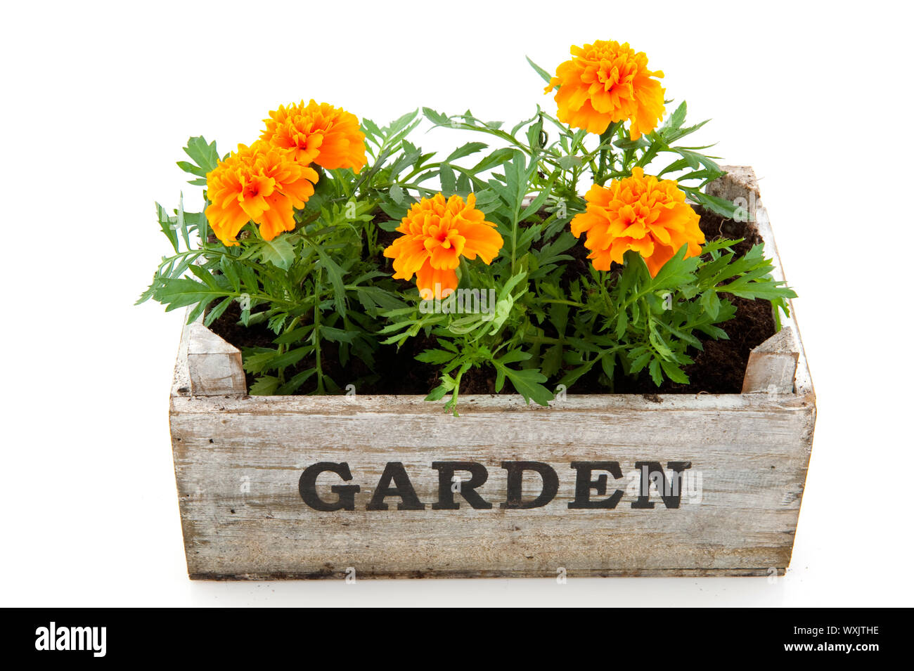 Orange Tagetes in garden crate isolated over white Stock Photo - Alamy