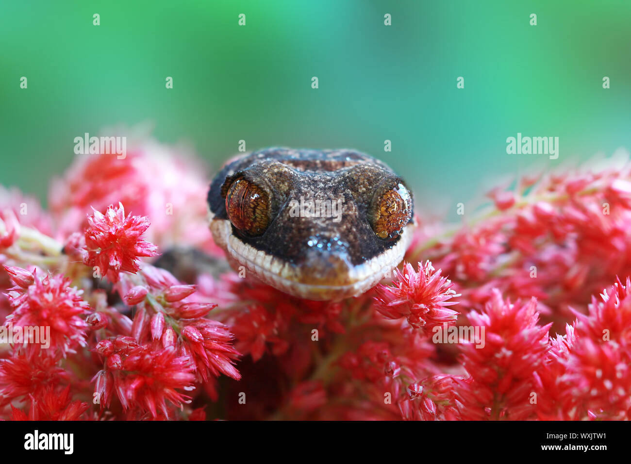 Close-up of a gecko looking over the edge of flowers, Indonesia Stock Photo