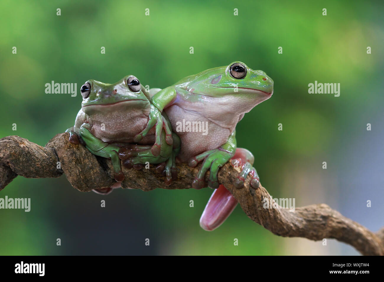 Two Dumpy tree frogs on a branch, Indonesia Stock Photo