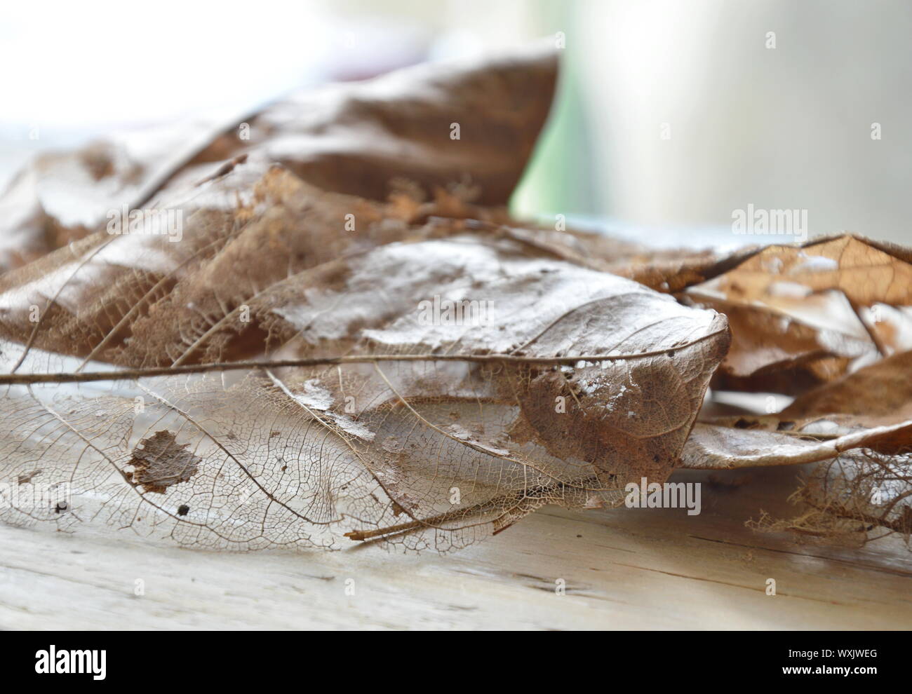 dry brown leaf decompose structure on wooden board Stock Photo - Alamy