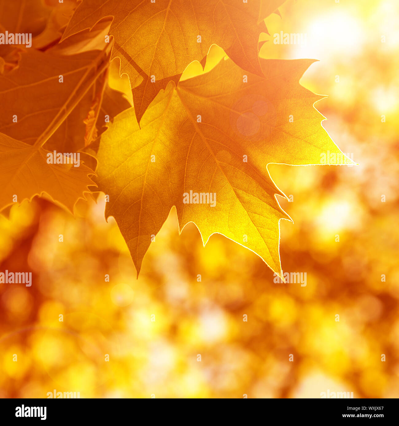 Abstract autumn background, old orange maple leaves, dry tree foliage ...
