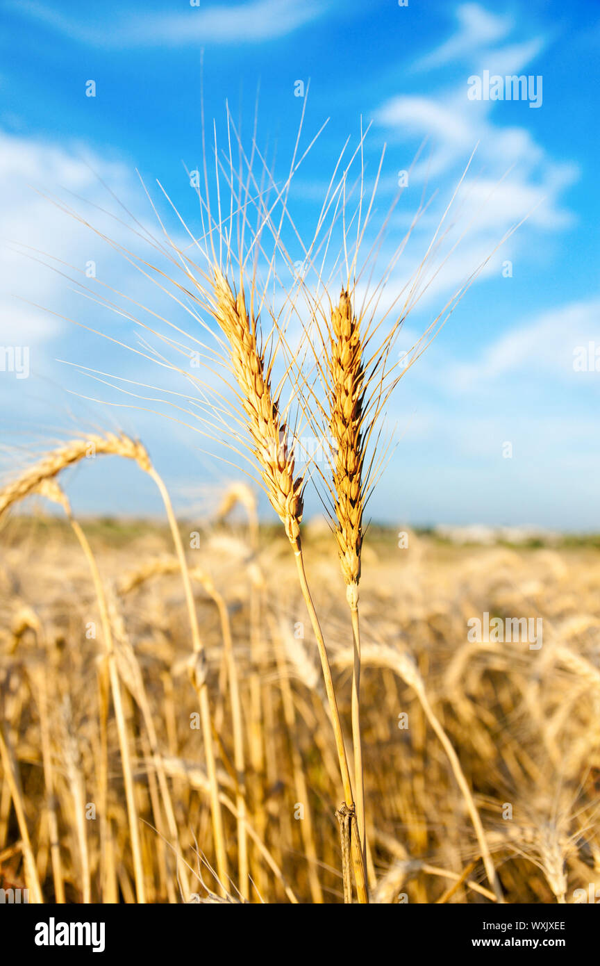 wheat field and blue sky with clouds Stock Photo - Alamy