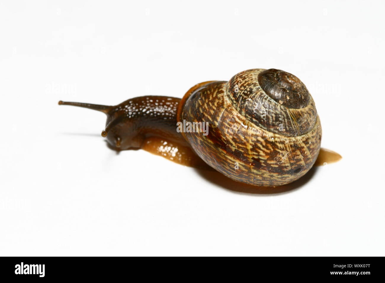 little shell macro close up isolated on white Stock Photo - Alamy
