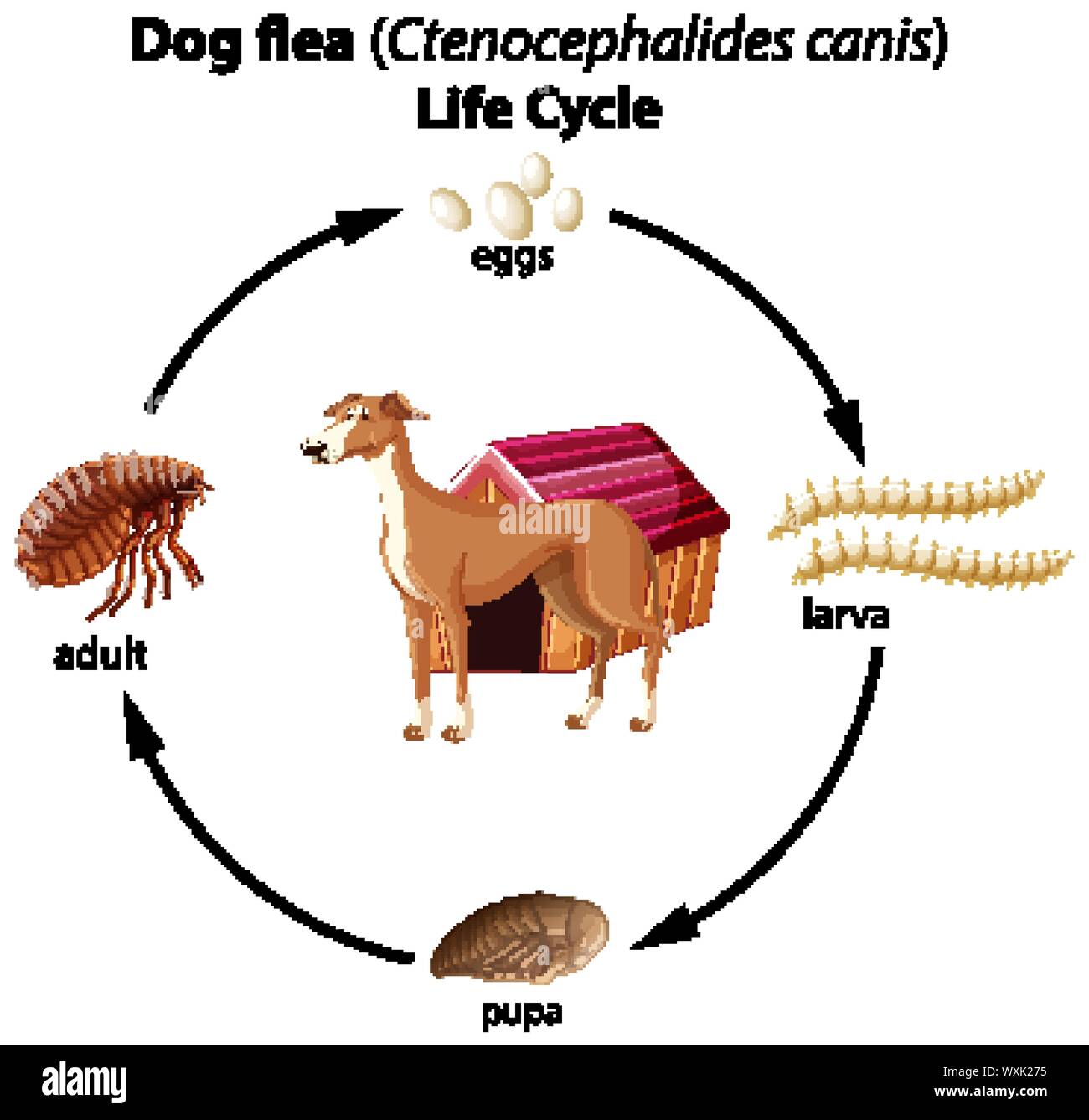 Ctenocephalides Felis Life Cycle