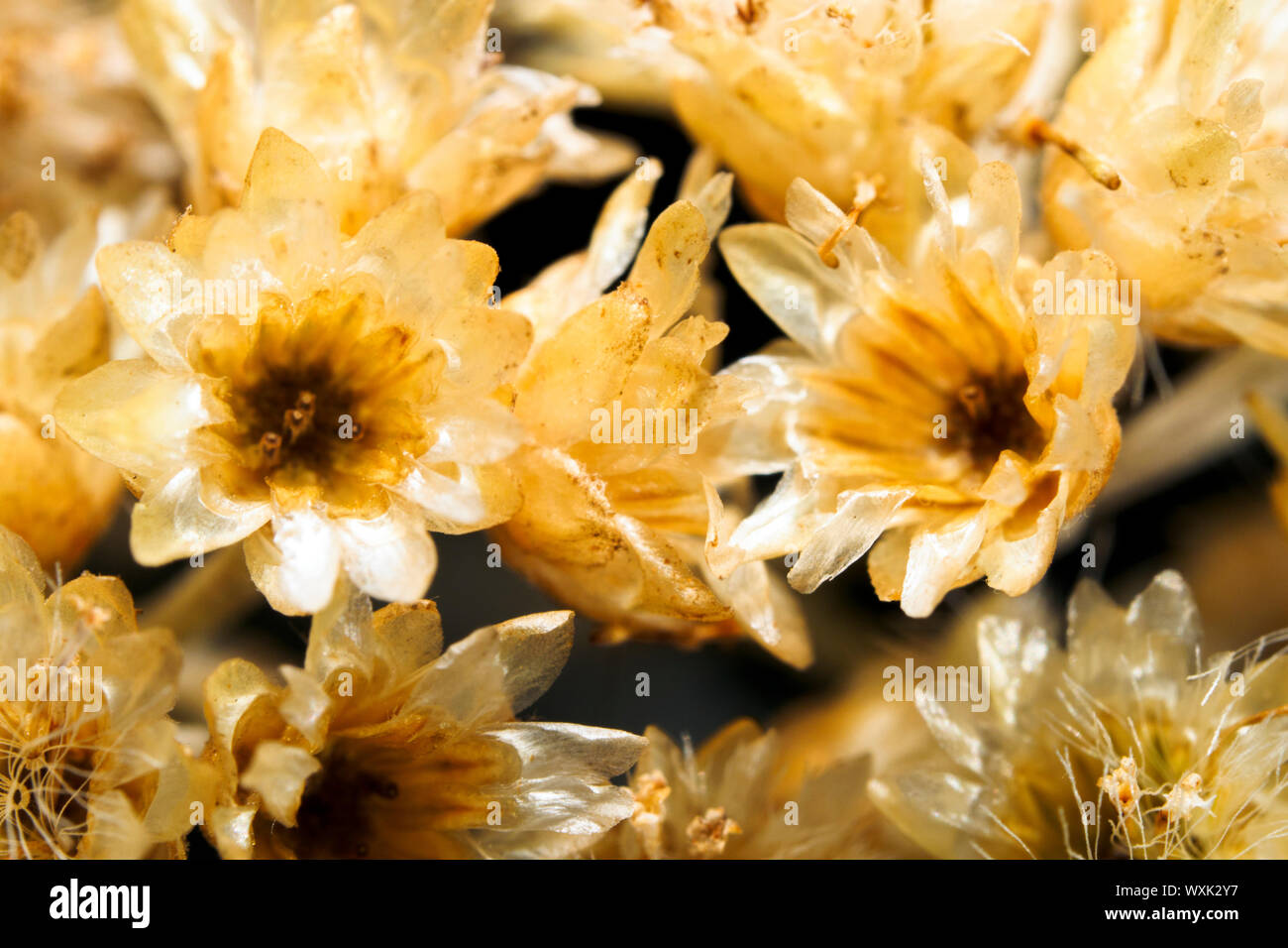 Helichrysum petiolare, licorice-plant, liquorice plant Stock Photo