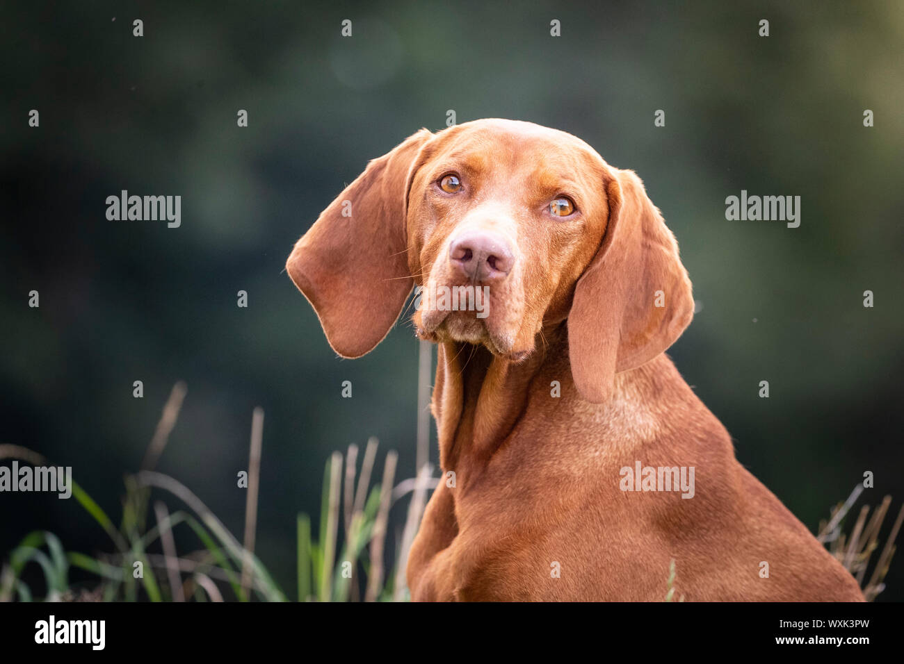 Magyar Vizsla. Portrait of adult dog. Germany Stock Photo