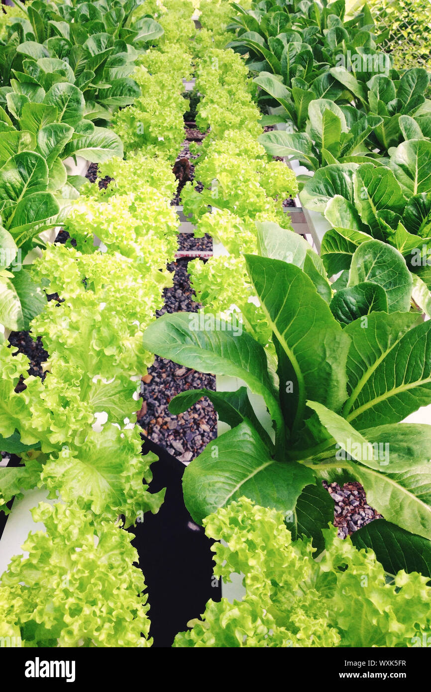 organic vegetable farm Stock Photo Alamy
