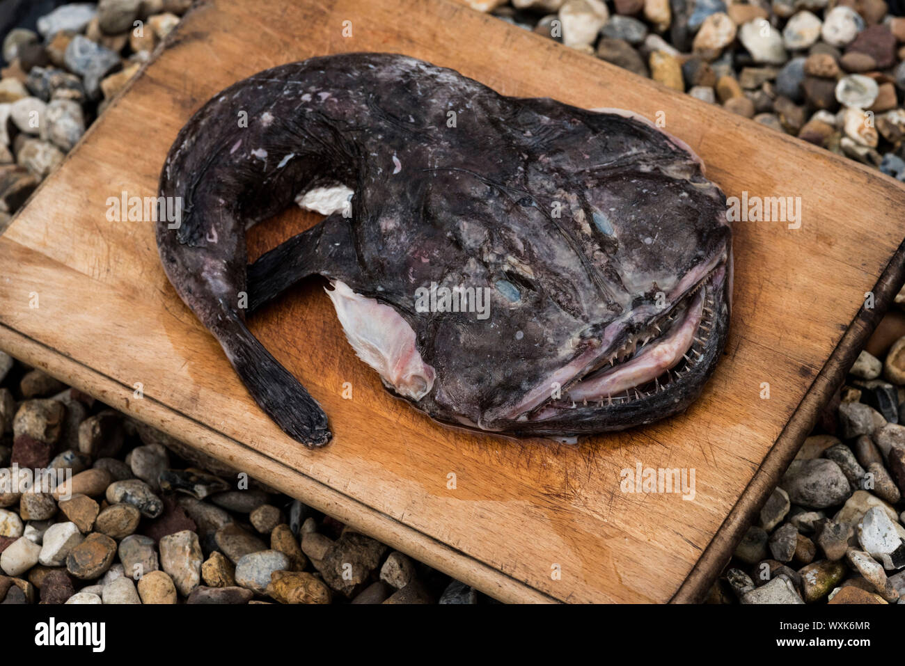 A Monkfish ( Angler fish ), Lophius piscatorius, sits on a chopping board surrounded by beach pebbles. Stock Photo