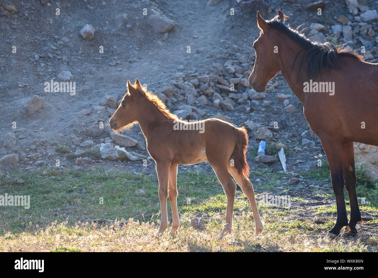 Feral horse, wild horse. Bay mare with foal standing in landscape. Turkey Stock Photo