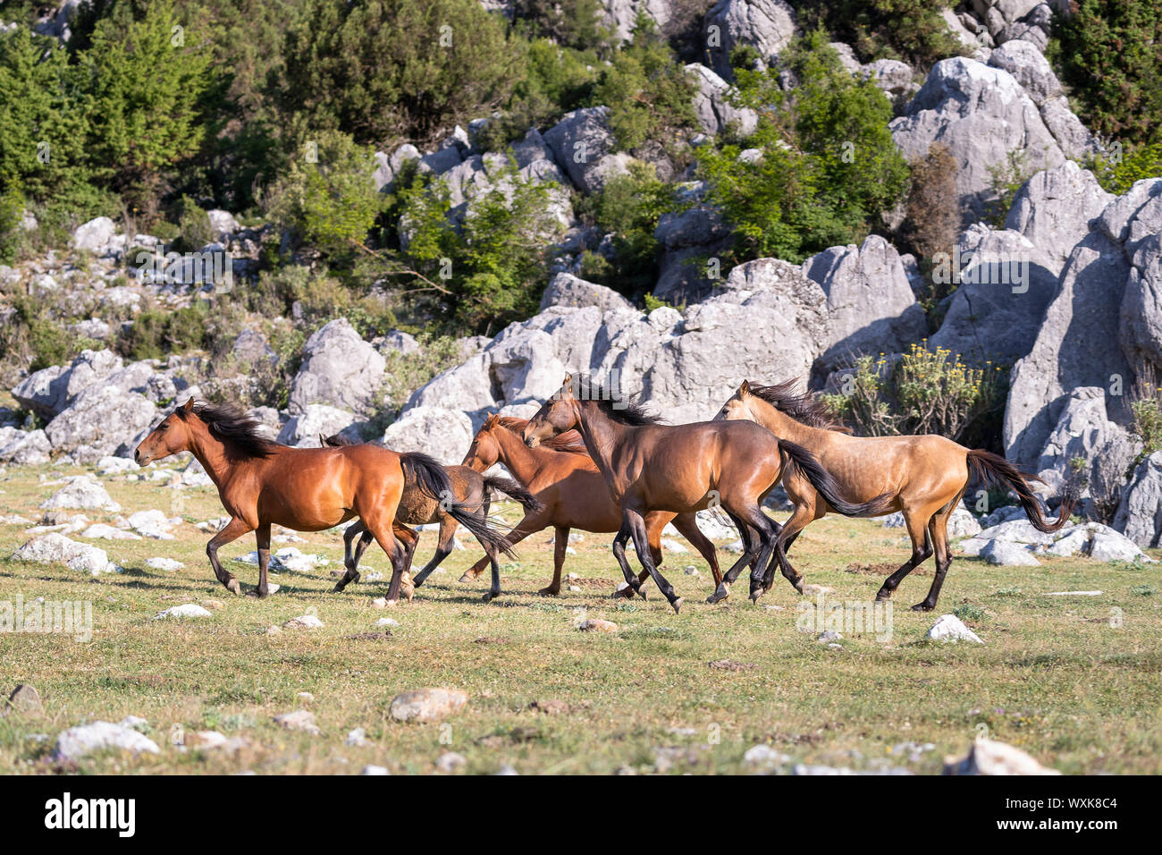 Feral horse, wild horse. Herd of mares galloping in landscape. Turkey Stock Photo