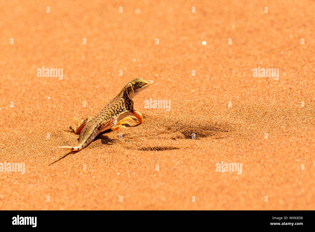 Little desert lizard on a sand dune in the Namib desert, Namib Naukluft ...