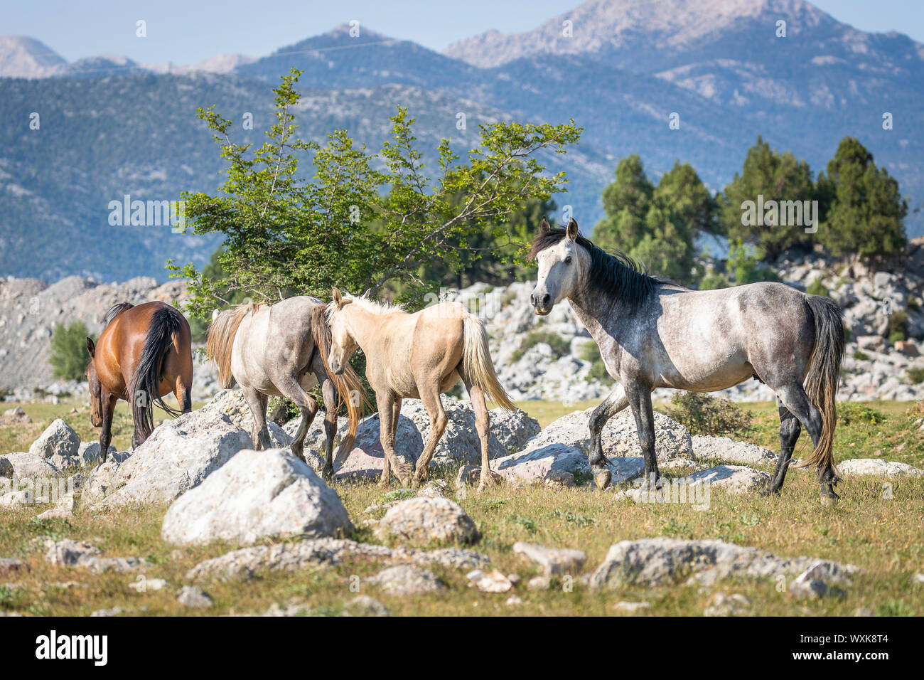Feral horse, wild horse. A family walking. The stallion backs up. Turkey Stock Photo