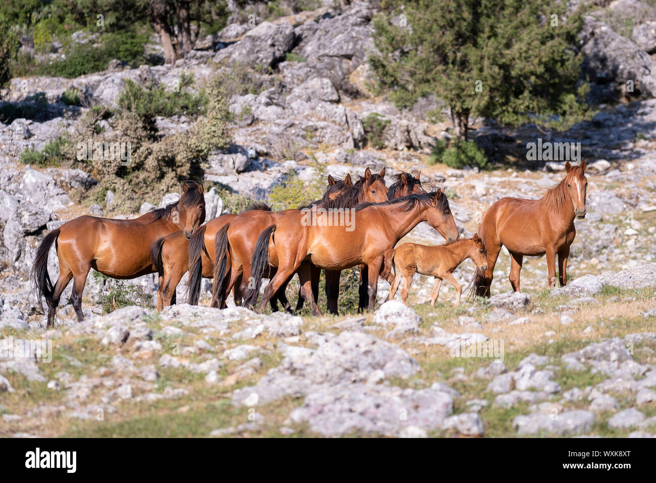 Feral horse, wild horse. Herd of mares with foal standing in landscape. Turkey Stock Photo