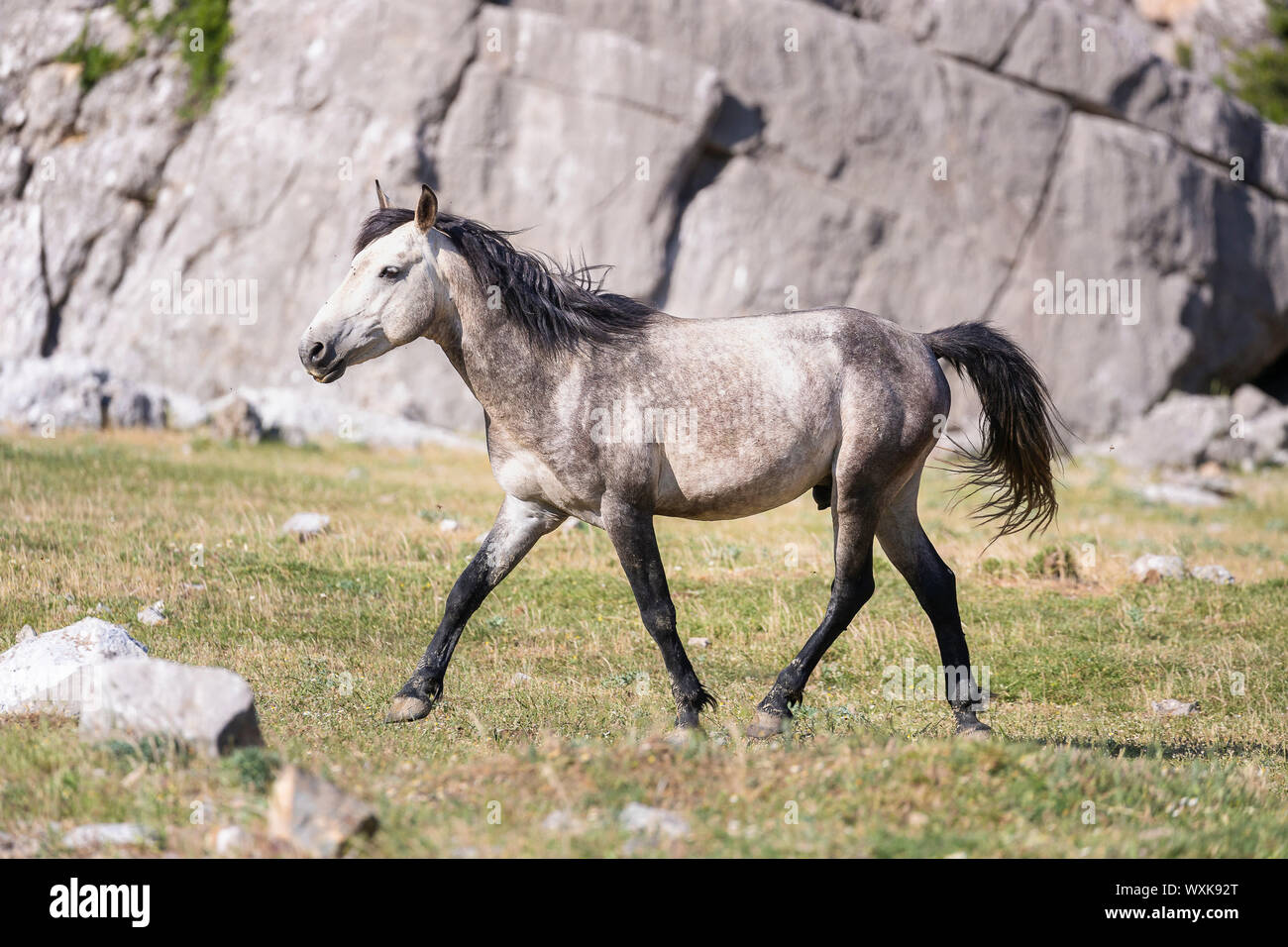 Rahvan Rahvan Horse. Gray stallion walking on grass. Turkey Stock Photo - Alamy