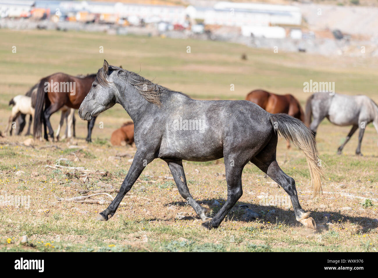 Rahvan Rahvan hi-res stock photography and images - Alamy