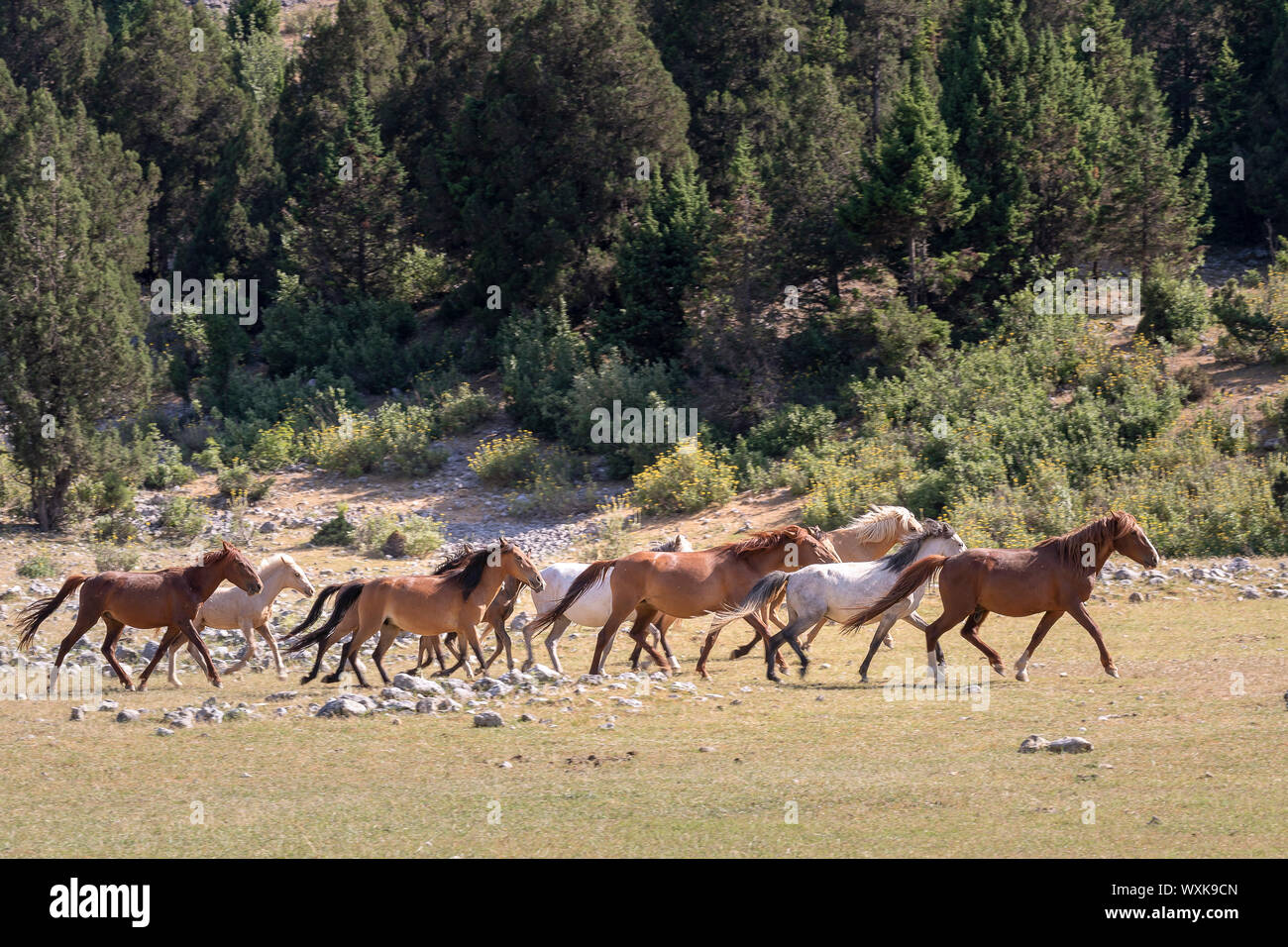 Feral horse, wild horse. Herd of mares trotting in landscape. Turkey Stock Photo