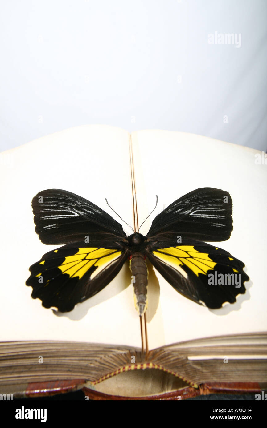 Butterfly sitting on empty blank book Stock Photo