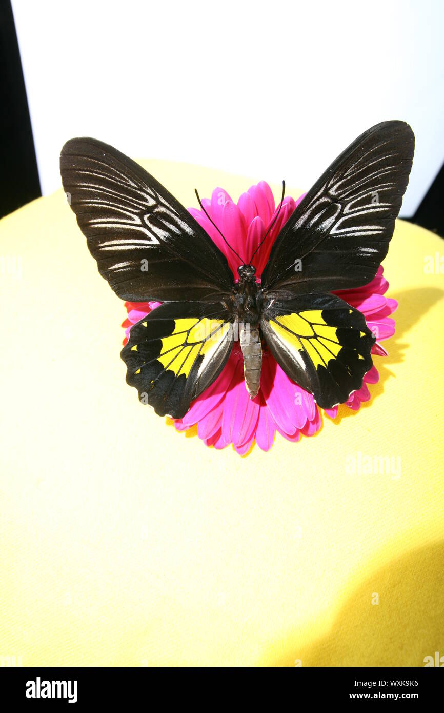 Butterfly sitting on empty blank book Stock Photo