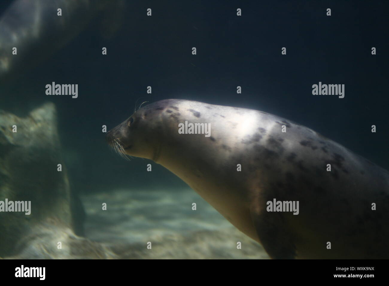 Seal aquatic animal hi-res stock photography and images - Alamy