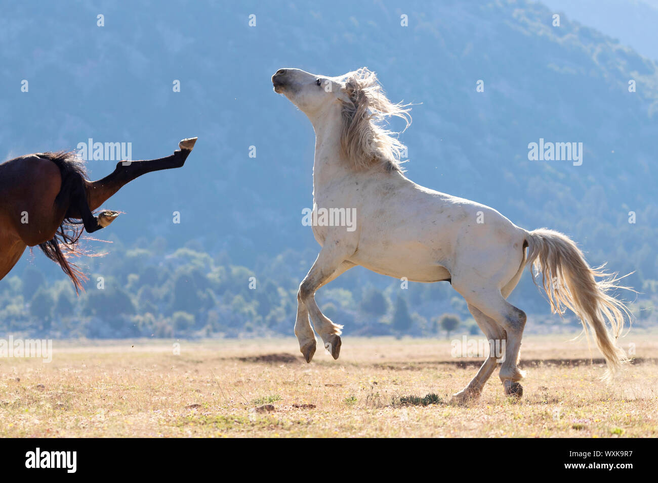 Feral horse, wild horse. Mare kicking at gray lead stallion driving its