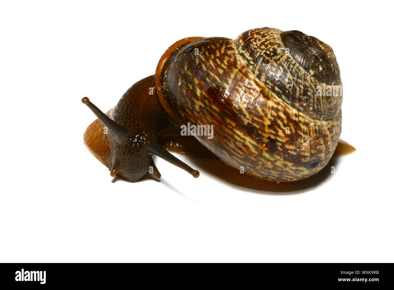 little shell macro close up isolated on white Stock Photo - Alamy