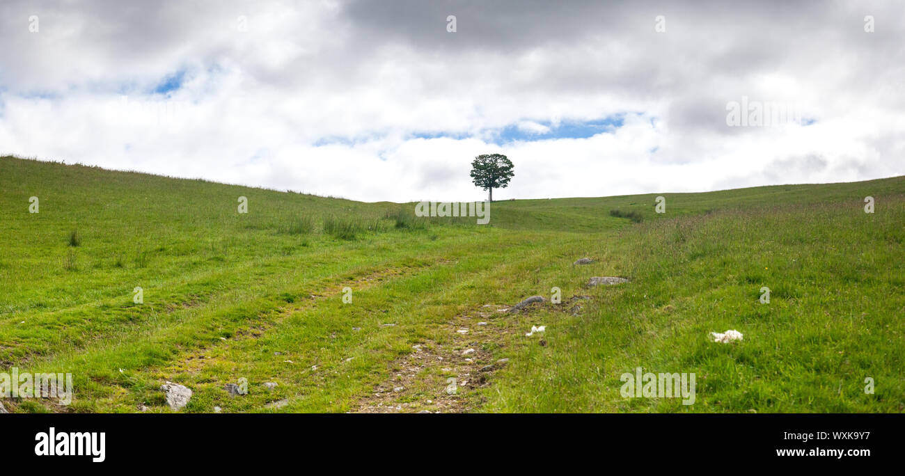 Lone tree in a rural landscape, Rob Roy Way, Scotland, United Kingdom Stock Photo