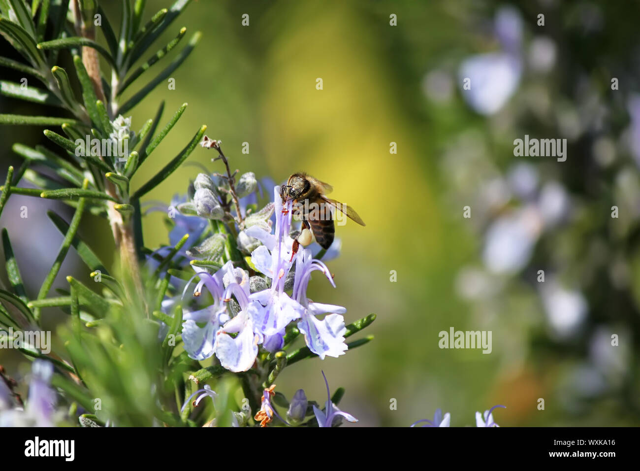Spring photo of rosemary flowers and bee Stock Photo Alamy