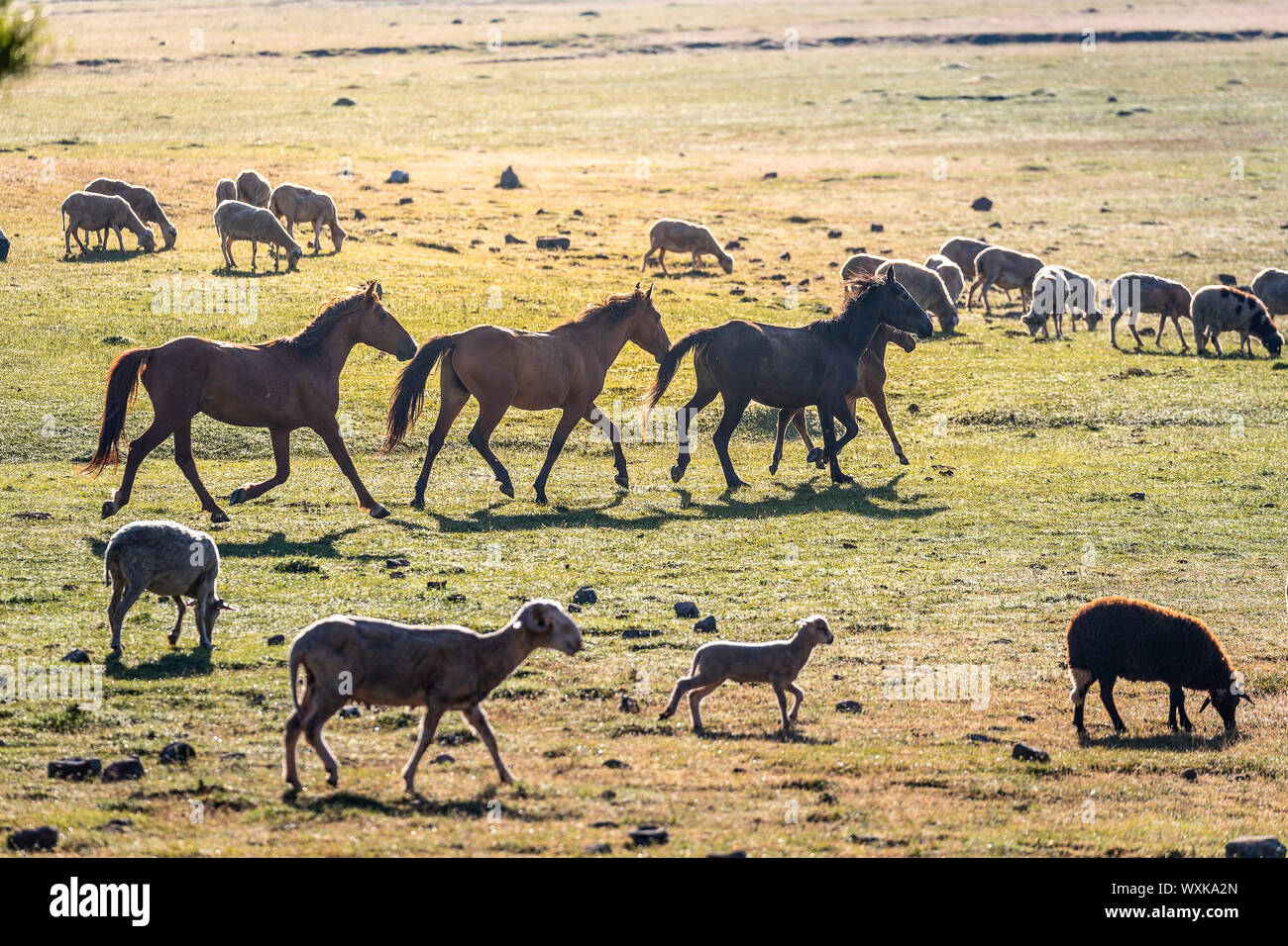 Feral horses and domestic sheep. Turkey Stock Photo