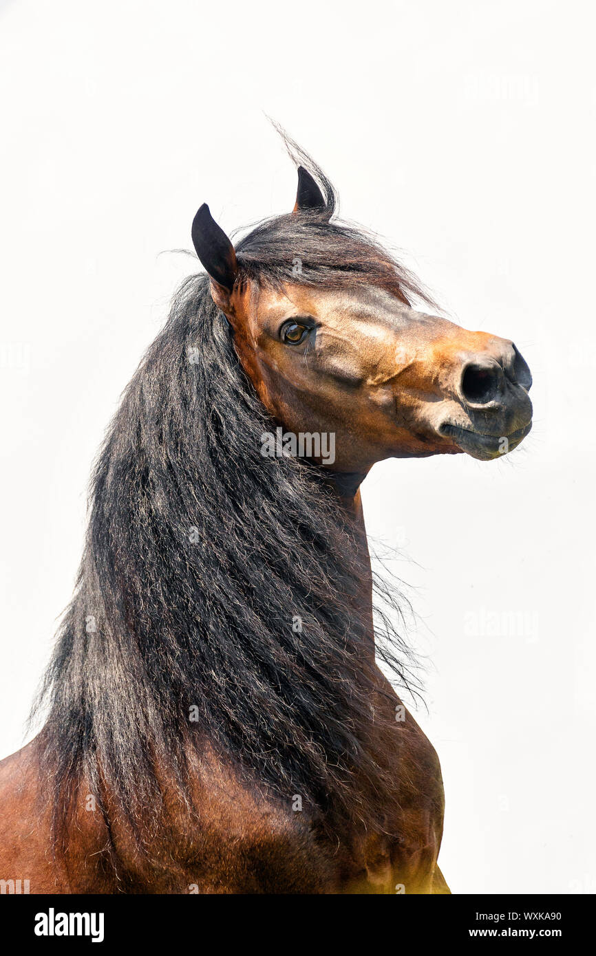 Rahvan Rahvan hi-res stock photography and images - Alamy