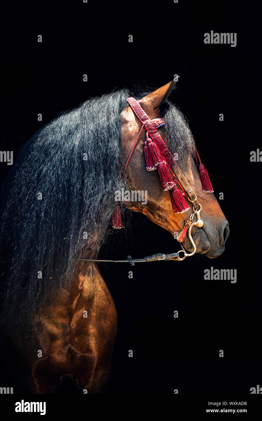 Horse wearing new hackamore bosal, bit less tack alternative to traditional  bridle or halter, silver and ivory trim, head shot Stock Photo - Alamy