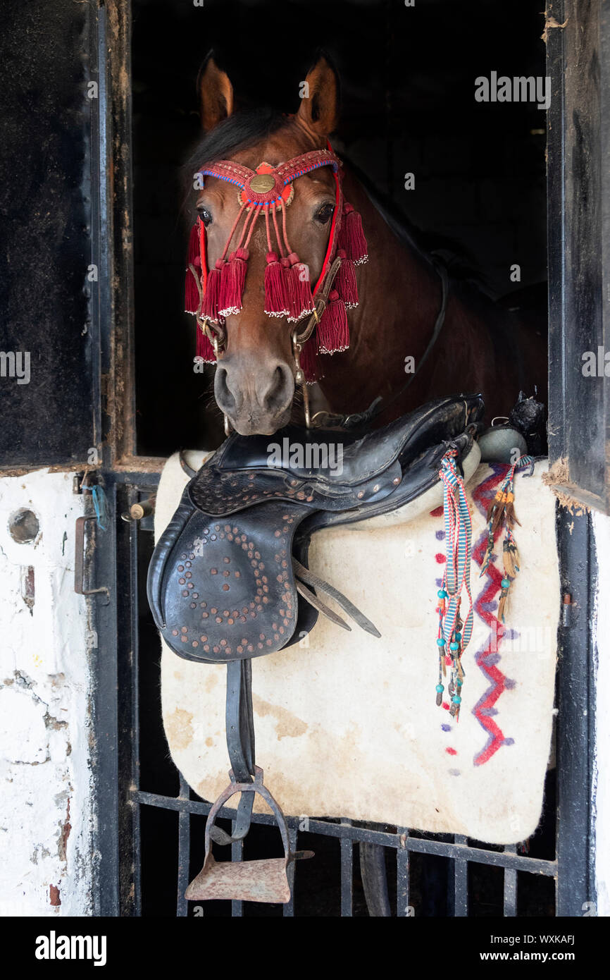 Rahvan Horse. Bay horse looking out of its box. In front of him lies the traditional saddle and the saddlecloth. Turkey Stock Photo