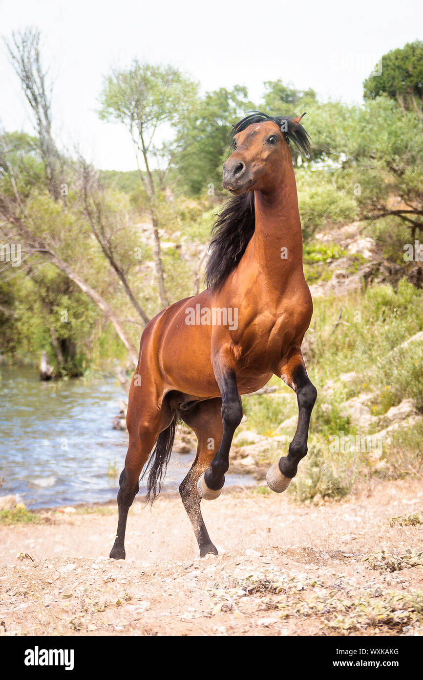 Rahvan Horse. Bay stallion rearing on a beach. Turkey Stock Photo