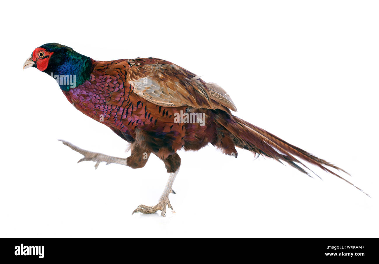 Male European Common Pheasant, Phasianus colchicus, in front of white background Stock Photo