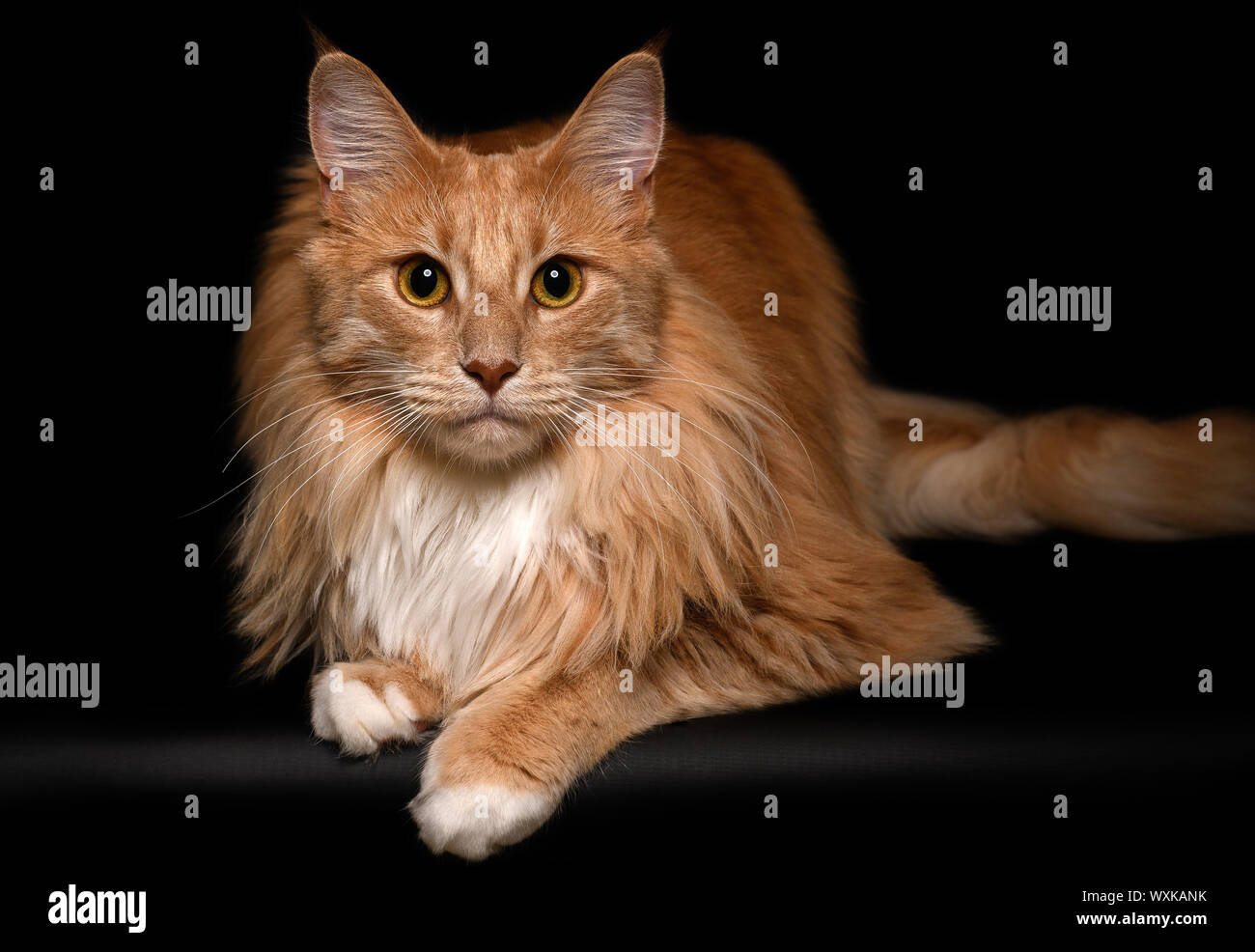 Portrait of a Maine Coon cat Stock Photo
