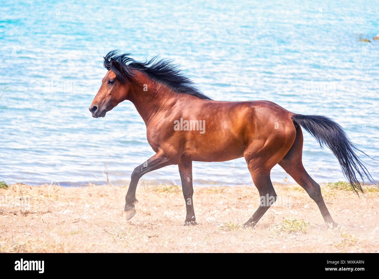 Rahvan Rahvan Horse. Bay stallion trotting on a beach. Turkey Stock Photo - Alamy