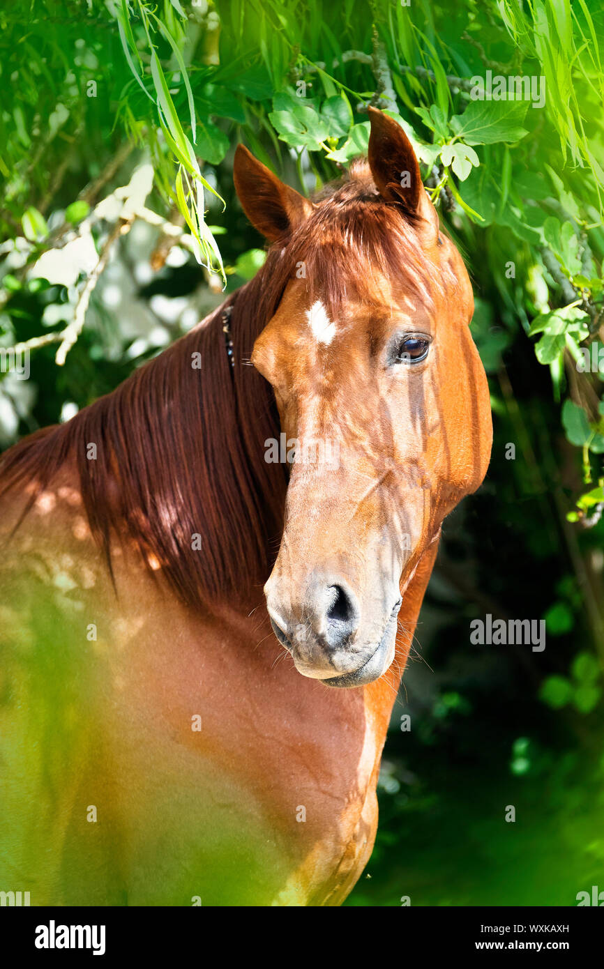 Rahvan Rahvan Horse. Portrait of chestnut stallion on a pasture Turkey Stock ...