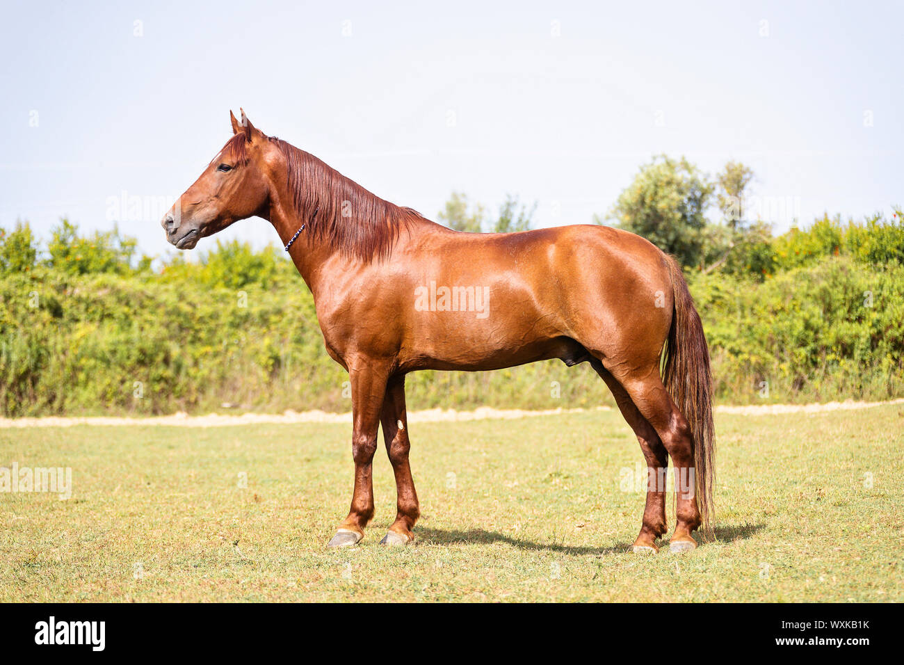 Rahvan Rahvan Horse. Chestnut stallion standing on a pasture Turkey Stock ...