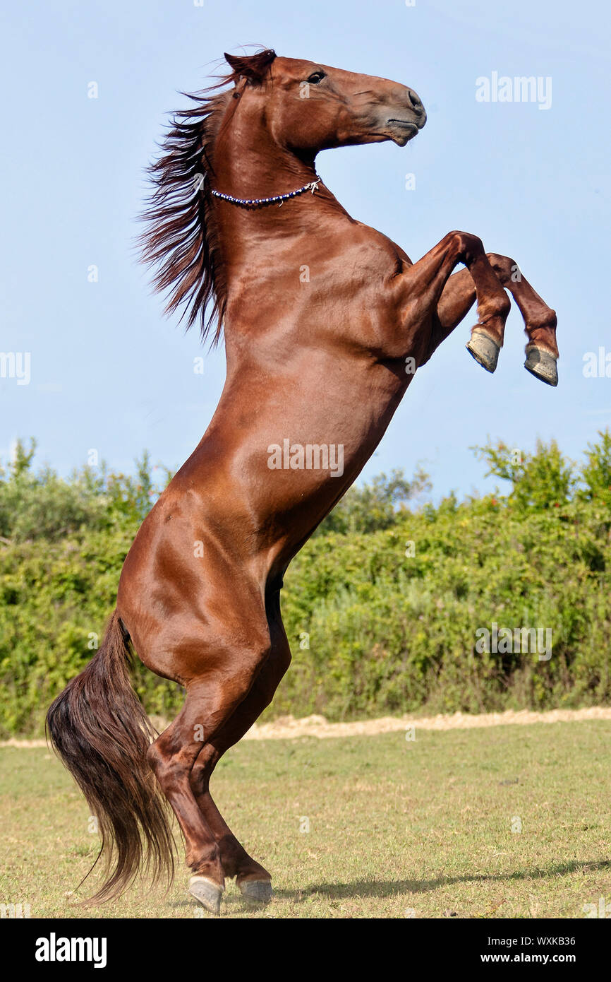 Rahvan Horse. Chestnut stallion rearing on a pasture Turkey Stock Photo
