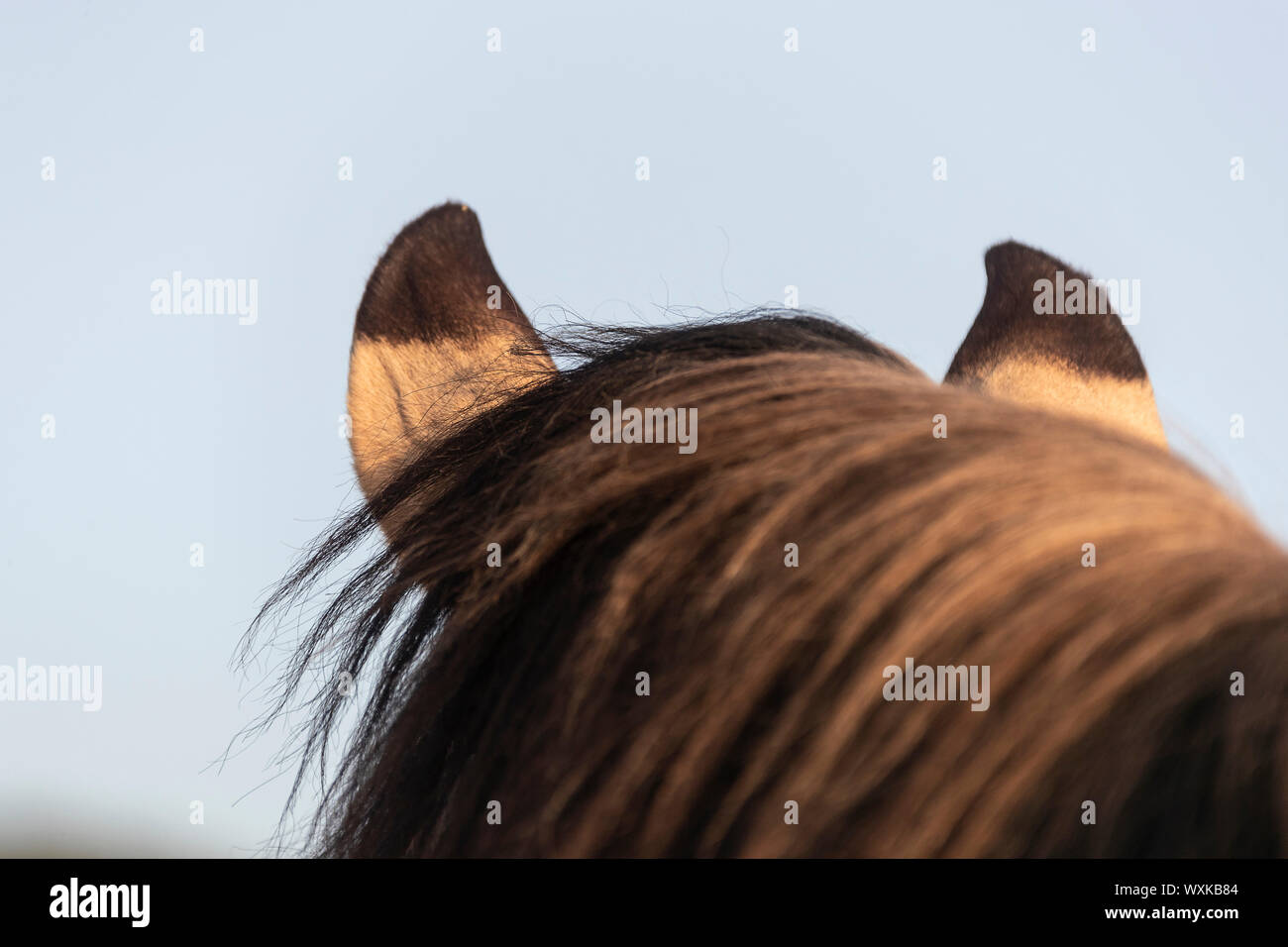 Rahvan Horse. Close-up of the markings on the aers of a dun stallion ...