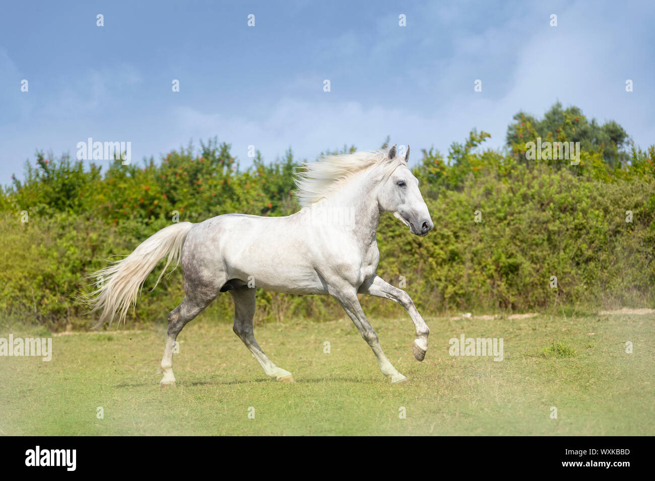 Rahvan Rkei hi-res stock photography and images - Alamy