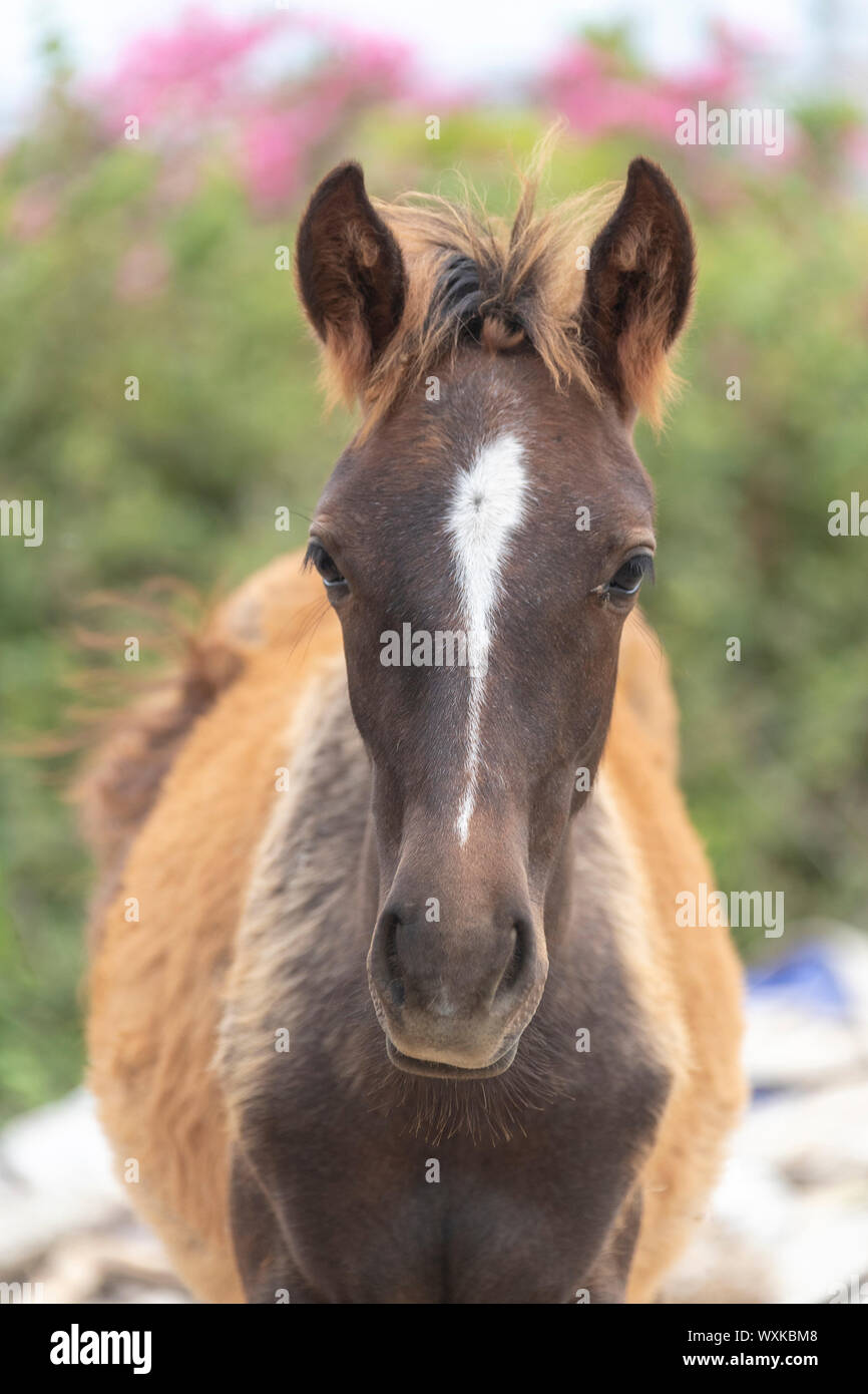 Rahvan Horse. Portrait of chestnut foal. Turkey Stock Photo