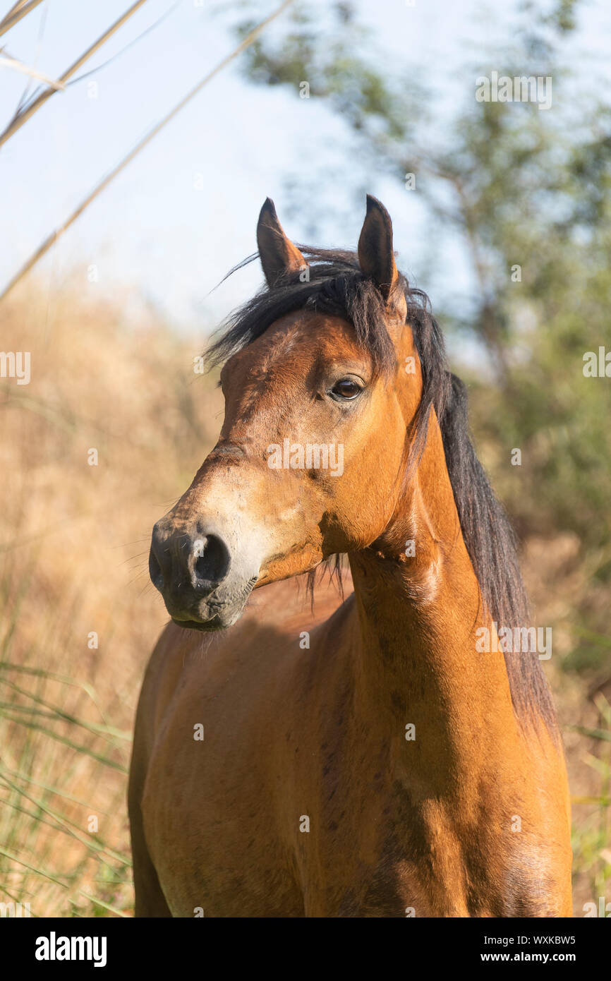 Rahvan Horse. Portrait of juvenile bay mare. Turkey Stock Photo